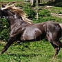Rocky_ Mountain_ Horse_ 3(95)